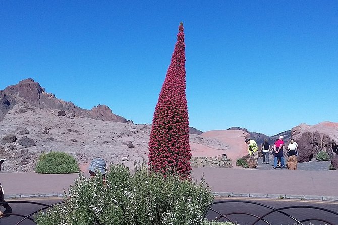 Volcano Teide - Masca ravine. Guided Tour from Puerto de la Cruz - Tenerife - Guide style, language flow, and keeping up on the move