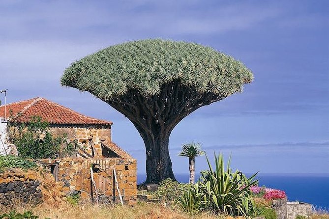 Volcano Teide - Masca ravine. Guided Tour from Puerto de la Cruz - Tenerife - Los Roques de García photo stop: quick history, classic Teide views