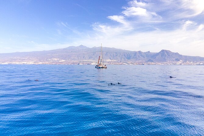 Watching and Listening Whales visiting Los Gigantes&Masca. Food&drinks included - Whale and dolphin watching that feels practical, not performative