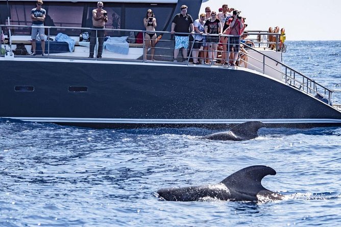 Western Tenerife Cruise with Lunch and Open Bar - Food and dietary needs: what you’ll actually eat