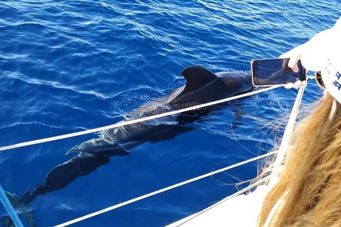 Whale and Dolphin Small Group Sailing from Tenerife South - Entering Tenerife South’s whale lane from Puerto Colón