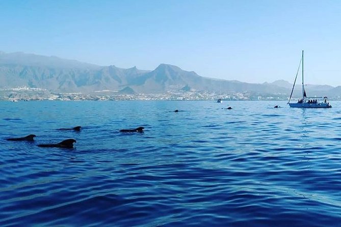 Whale and Dolphin Small Group Sailing from Tenerife South - Small group vs. big-boat cruises: why 7 people changes everything