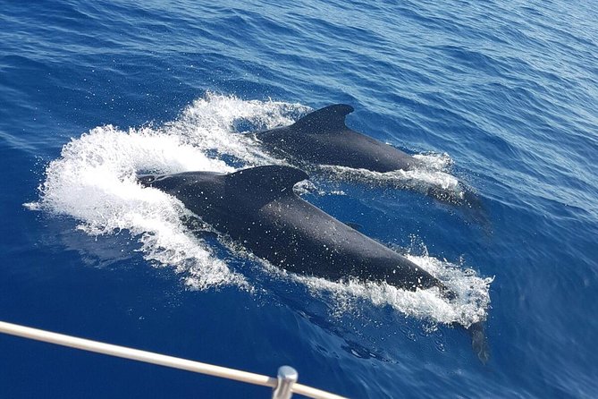 Whale and Dolphin Watching Sailing Boat with Drinks, Snacks and Swimming Time - Key highlights you’ll care about