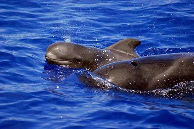 Whale and Dolphin Watching Sailing Boat with Drinks, Snacks and Swimming Time - Getting to Puerto Colón: gate 2, 10 km pickup, and real-world timing