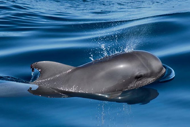 Whale and Dolphin Watching Sailing Boat with Drinks, Snacks and Swimming Time - The 3-hour itinerary: sailing around Tenerife, then a stop for water time