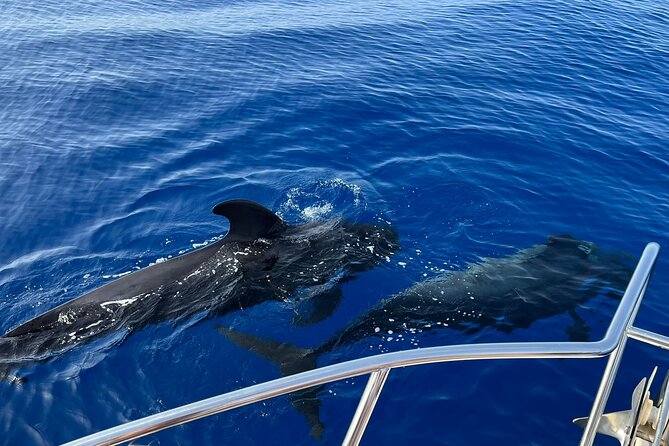 Whale and dolphin watching tour Los Gigantes and Masca in small groups - Playa San Juan check-in and the 10:00 am departure
