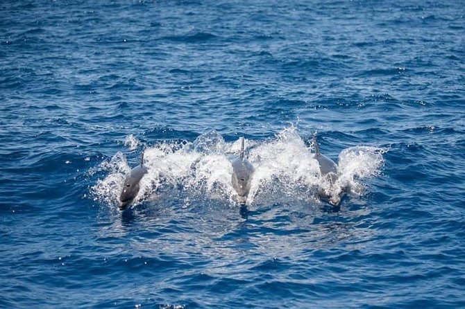 Whale and Dolphin Watching Yacht Trip in Puerto Colon - Starting From Puerto Colón: Why This Part of Tenerife Works