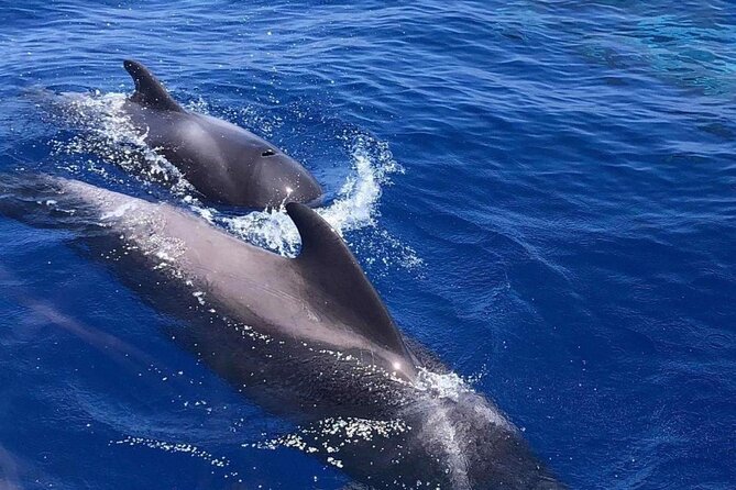 Whale and Dolphin Watching Yacht Trip in Puerto Colon - The 19:00 Sunset Option: A Short Two-Hour Window With One Main Goal