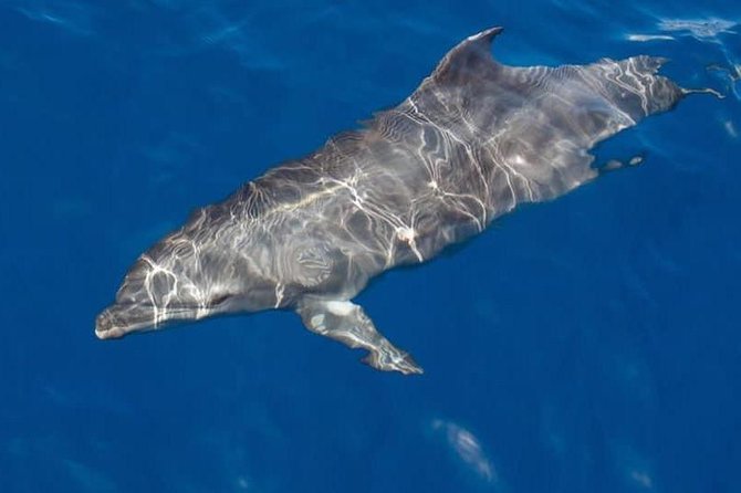 Whale and Dolphin Watching Yacht Trip in Puerto Colon - Small-Group Yacht Time: What the 12-Person Limit Changes