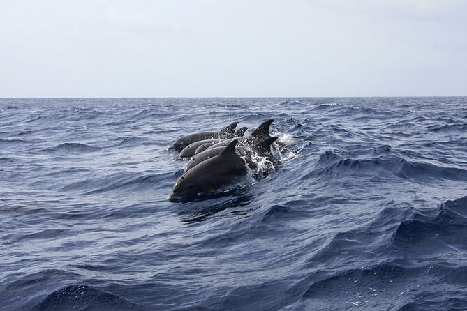 Whale & Dolphin Watching in Tenerife (Puerto Colon) On a Large Catamaran - Price and Value: What $54.29 Buys You (and What It Doesn’t)