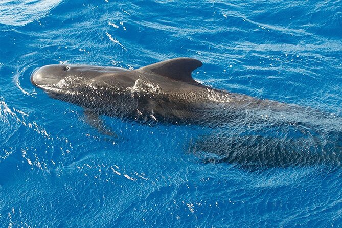 Whale & Dolphin Watching in Tenerife (Puerto Colon) On a Large Catamaran - The Catamaran Ride: Comfort, Space, and the Social-Distance Angle