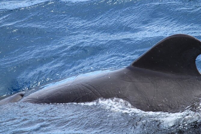 Whale & Dolphin Watching in Tenerife (Puerto Colon) On a Large Catamaran - The Swim Stop in a Bay: Why This Matters for Non-Whale Days