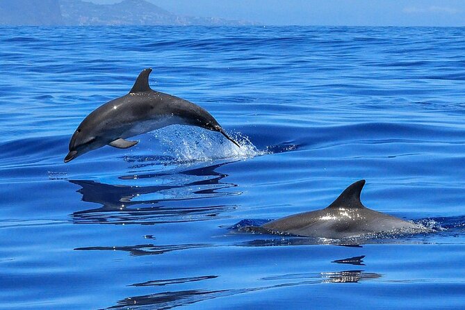 Whale & Dolphin Watching in Tenerife (Puerto Colon) On a Large Catamaran - Food and Drinks: Included Open Bar, Plus a Meal Onboard
