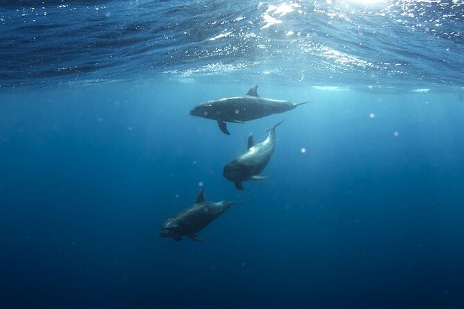 Whale & Dolphin Watching in Tenerife (Puerto Colon) On a Large Catamaran - Timing and Group Size: Two Trips a Day, About 3 Hours