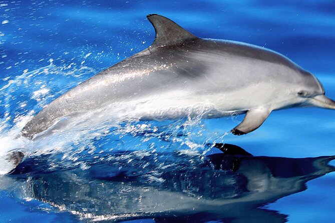 Whale & Dolphin Watching With Mustcat Virgin Coast Trip On a Large Catamaran - What you should watch for (and what it means)