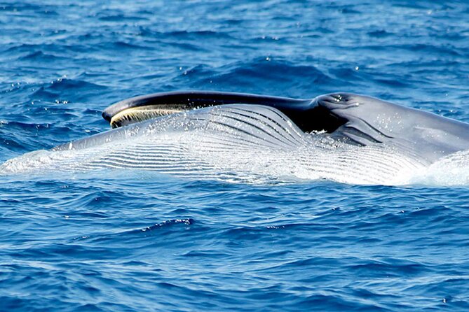 Whale & Dolphin Watching With Mustcat Virgin Coast Trip On a Large Catamaran - What the sightings can feel like in real life