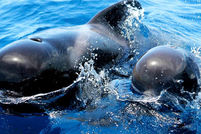 Whale & Dolphin Watching With Mustcat Virgin Coast Trip On a Large Catamaran - Who this tour is best for (and who might want another option)