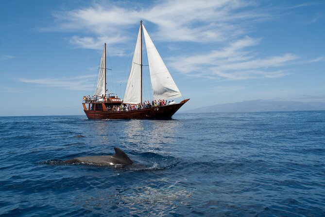 Whale Safari to Los Gigantes with pickup from North - Key things that make this Tenerife whale safari worth your attention