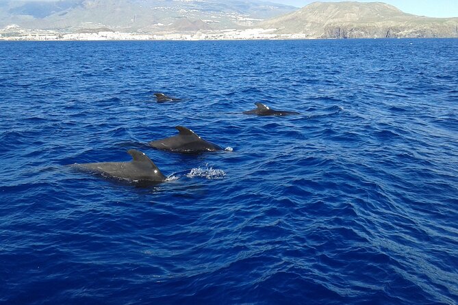 Whale Safari to Los Gigantes with pickup from North - Price and value: what $74.71 buys you on this Tenerife day