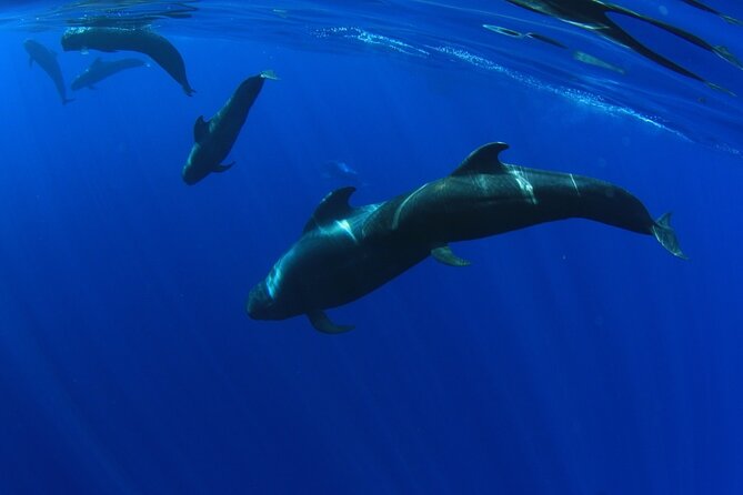 Whale watching and listening Eco-Catamaran Tour with Food Tasting - Comfort on Board: seating, hammocks, and the crowd factor