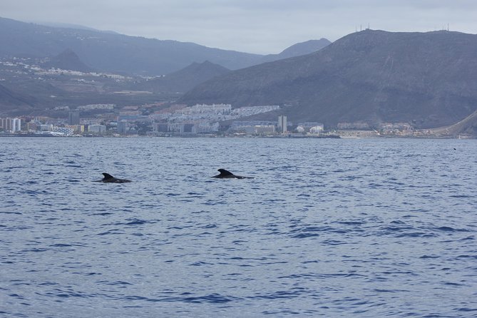 Whale Watching and Marine Science Tour - Biosean on Tenerife: where the tour starts and how long it lasts