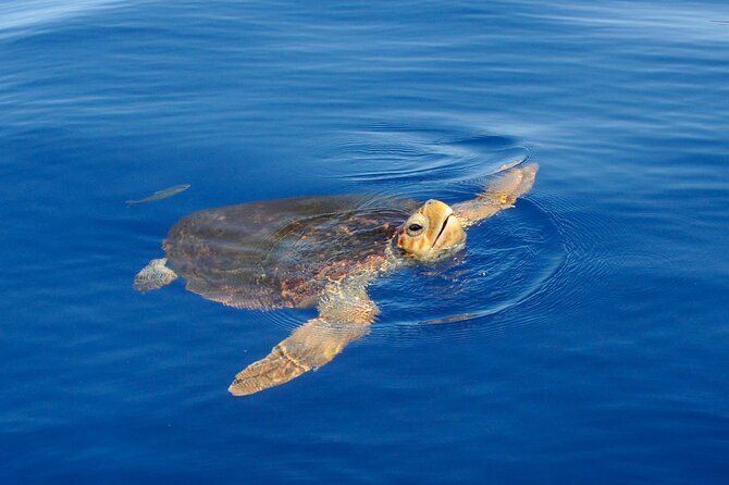 Whale watching and snorkelling in the whale sanctuary - Key details at a glance