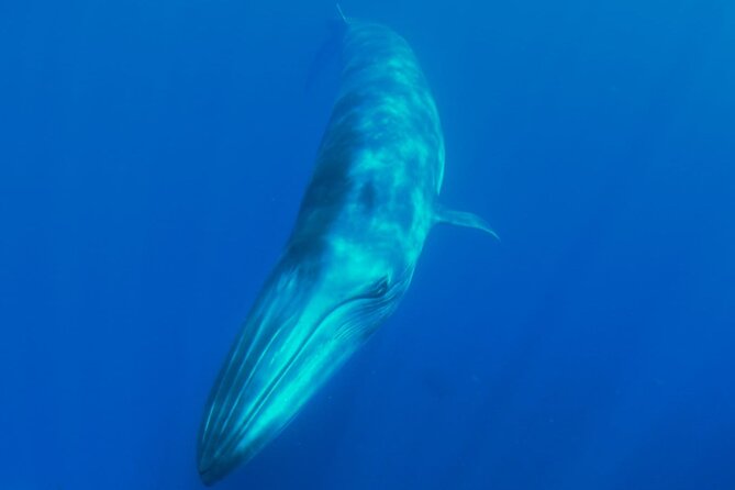 Whale watching and snorkelling in the whale sanctuary - What makes this whale watching trip stand out