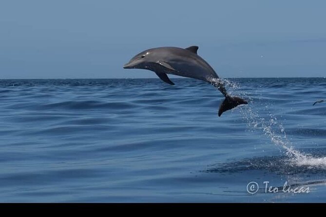 Whale watching and snorkelling in the whale sanctuary - How they find whales: depth-hunting, not random cruising