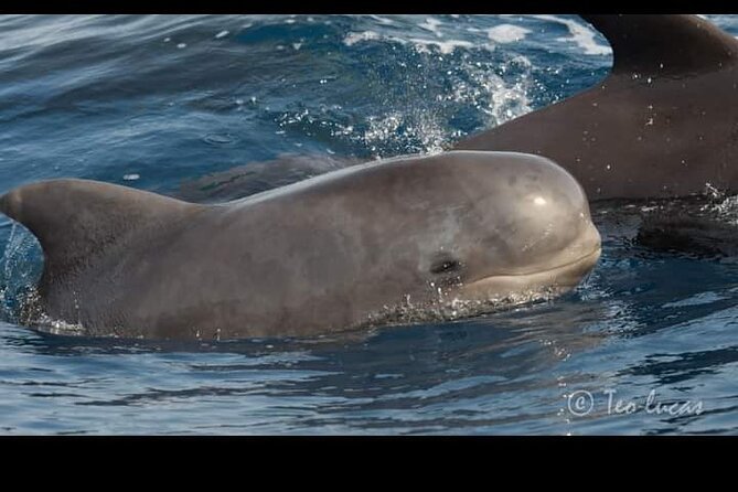 Whale watching and snorkelling in the whale sanctuary - The Agua Dulce cove stop: where snorkeling becomes the main event