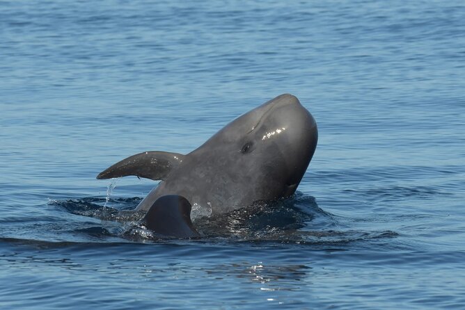 Whale watching and snorkelling in the whale sanctuary - Setting out from Playa San Juan at 2:30 pm