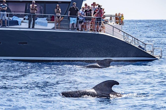 Whale Watching Catamaran in Costa Adeje (Including drinks & Sandwich) - Key moments that matter on this catamaran trip