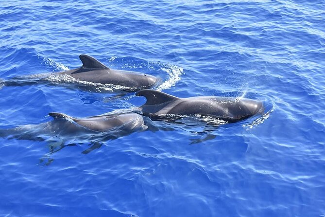Whale Watching Catamaran in Costa Adeje (Including drinks & Sandwich) - Pickup rules and check-in: how to avoid the small headaches