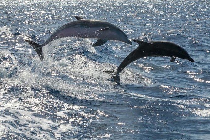 Whale Watching Catamaran to Los Gigantes & Masca (Including drinks & warm lunch) - The route: what you’re really doing in 4.5 hours