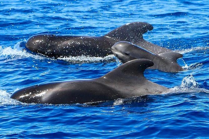 Whale Watching Catamaran to Los Gigantes & Masca (Including drinks & warm lunch) - Whale and dolphin spotting: the thrill, with real-world odds