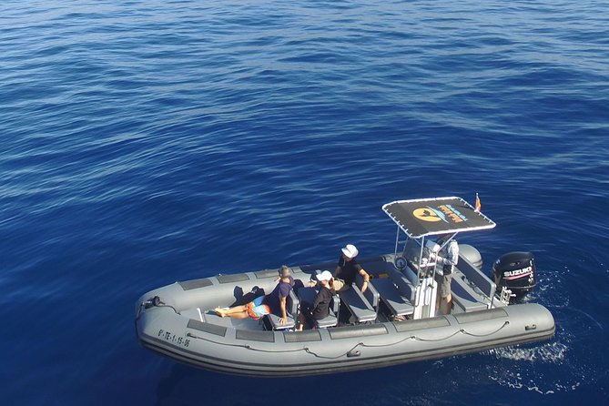 Whale Watching Eco-Adventure from Costa Adeje - Key Highlights I’d Plan Around