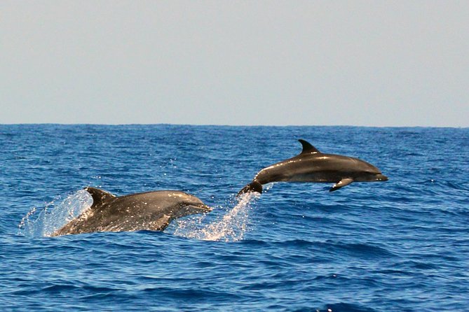 Whale Watching Eco-Adventure from Costa Adeje - Costa Adeje Whale Watching on a Custom 8-Meter RIB (What You Really Get)
