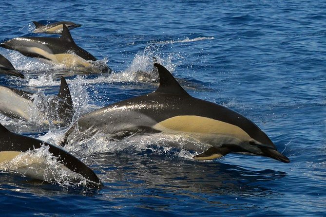 Whale Watching Eco-Adventure from Costa Adeje - The 2-Hour Format: How the Time on the Water Actually Works