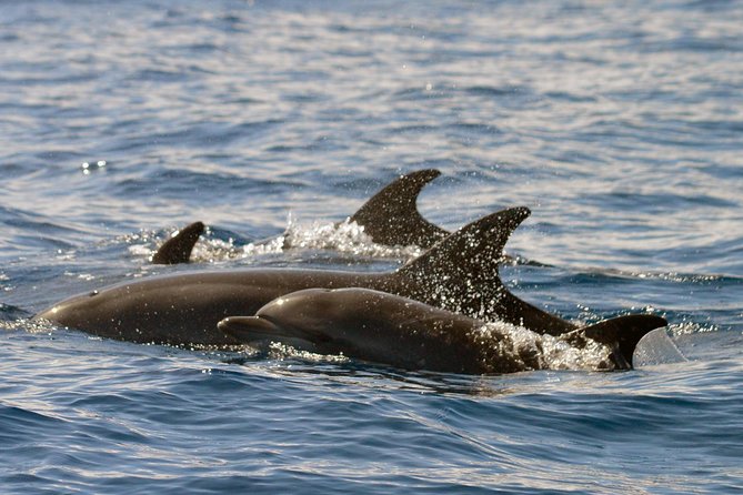 Whale Watching Eco-Adventure from Costa Adeje - Stop 1 in the Teno-Rasca Marine Protected Area (Where the Wildlife Odds Live)