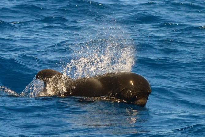 Whale Watching Eco-Adventure from Costa Adeje - On-Board Biologist Commentary and the Human Touch (Ion, John, and the Team)