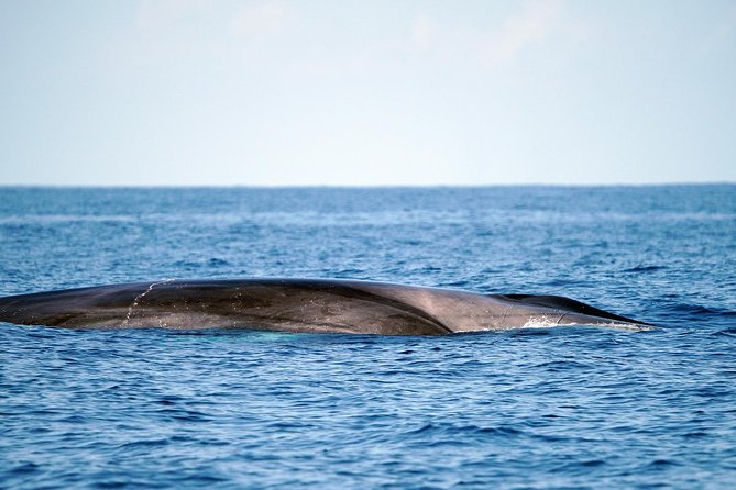 Whale Watching Eco-Adventure from Costa Adeje - Photos Included: Why This Little Detail Changes Your Memories