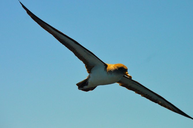 Whale Watching Eco-Adventure from Costa Adeje - What’s Included vs. What You Bring (And How to Avoid Hassle)