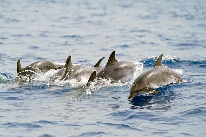 Whale Watching Eco-Adventure from Costa Adeje - Meeting at Puerto Colón Marina: Where You’ll Start and How Easy It Feels