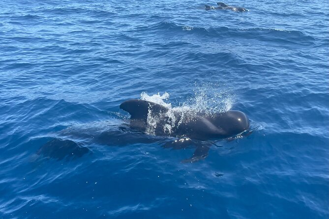 Whales and Dolphins excursion on a Luxury Yacht in Canary Islands - The Teide Coast Cruise: Views That Make the Search Worth It