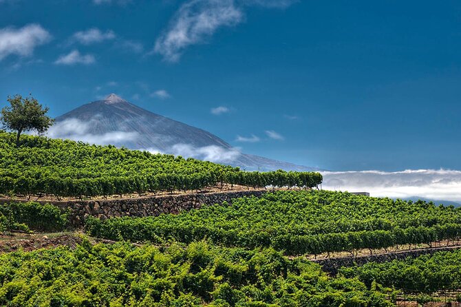 Winery Tour and Tasting in Tenerife with the Sommelier - Value for $61.51: Why This Feels Like More Than a Quick Sip