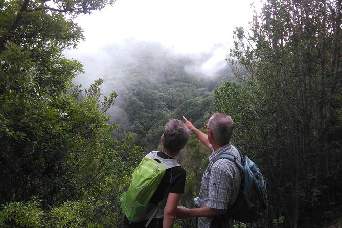 Wonderful hike through the Magic Forest of Tenerife - Entering the Teno Magic Forest: why this walk feels different