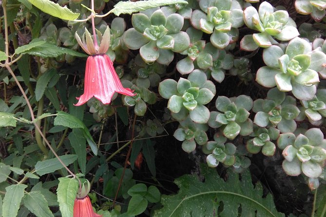 Wonderful hike through the Magic Forest of Tenerife - Timing and meeting point: how to plan your day without stress