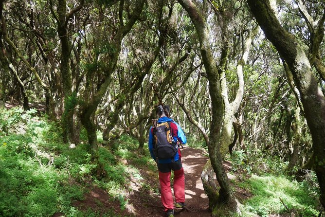 Wonderful hike through the Magic Forest of Tenerife - The climb and the views: ravines, volcanoes, and the tropical coast