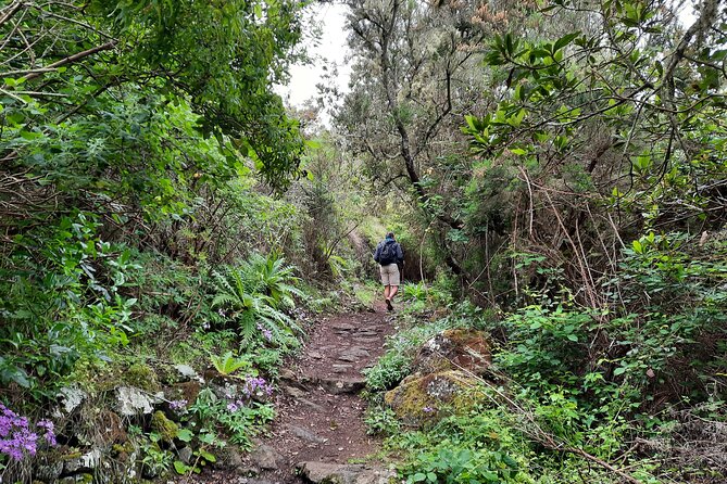 Wonderful hike through the Magic Forest of Tenerife - How hard is it, really? (Distance, altitude, and your “moderate fitness” check)