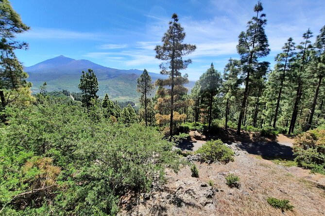 Wonderful hike through the Magic Forest of Tenerife - Price and value: what you’re paying for at $119.09