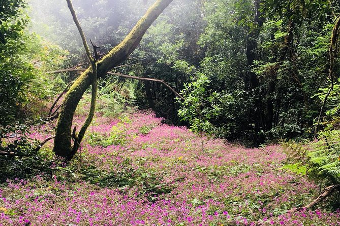 Wonderful hike through the Magic Forest of Tenerife - The forest hike: giant ferns, lichens, and endemic species